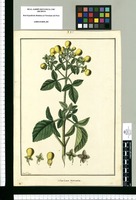 Calceolaria tripartita / Fran[cis]co Pulgar. Original drawing from Ruiz & Pavón's Expedition (1777-1816)