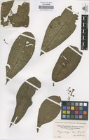 Original material of Chrysochlamys laxa Planch. & Triana [family GUTTIFERAE]