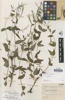 Isotype of Epilobium silvaticum var. sessilifolium Sennen [family ONAGRACEAE]