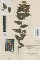 Original material of Calea urticifolia (Mill.) DC. [family COMPOSITAE]