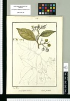 Solanum aspero-lanatum [sic] y Solanum pendulum / Josef Rubio. Original drawing from Ruiz & Pavón's Expedition (1777-1816)
