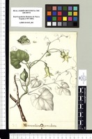 Momordica Operculata. Original drawing from Sessé & Mociño's Expedition (1787-1803)