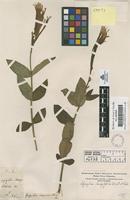 Filed as Spigelia longiflora Mart. et Gal. [family LOGANIACEAE]