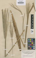 Original material of Axonopus scoparius (Flüggé) Kuhlm. [family GRAMINEAE]