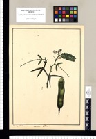 Mimosa [Acacia cochliacantha]/ Xav[ier] C[orté]s y Alc[oce]r del. Original drawing from Ruiz & Pavón's Expedition (1777-1816)