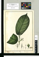 Myrodia obovata Ic. 524; V. Molinillo / Xav[ier] Cor[té]s y Alcozer del. Original drawing from Ruiz & Pavón's Expedition (1777-1816)