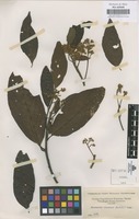 Original material of Nectandra discolor (Kunth) Nees [family LAURACEAE]