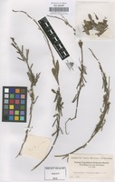 Original material of Indigofera lespedezioides Kunth [family LEGUMINOSAE-PAPILIONOIDEAE]