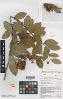 Isotype of Capparis velutina P.I.Forst. [family BRASSICACEAE]