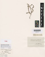 Isotype of Tillaea sieberiana Schult. & Schult.f [family CRASSULACEAE]