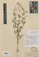 Isotype of Cuphea meionandra Koehne [family LYTHRACEAE]
