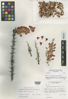 Isoneotype of Fouquieria splendens Engelm. in Wisl. f. micrantha Loes [family FOUQUIERIACEAE]