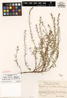 Isotype of Cuphea undesignated P. Browne [family LYTHRACEAE]
