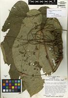 Holotype of Anthurium dressleri Croat [family ARACEAE]