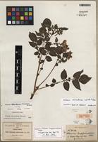 Isosyntype of Solanum stoloniferum Schltdl. & Bouché [family SOLANACEAE]