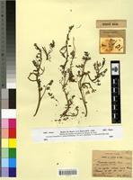 Type of Fumaria rupestris Boiss.&Reut. var. purpurea Maire [family FUMARIACEAE]
