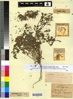 Type of Fumaria rupestris Boiss. & Reut. var. purpurea Maire [family FUMARIACEAE]