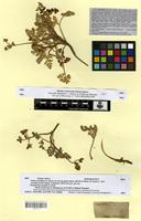 Isoparatype of orlaya maritima (L.) Koch var. breviaculeata Boiss. [family APIACEAE]
