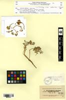 Syntype of Alyssum argyrophyllum Schott & Kotschy [family BRASSICACEAE]