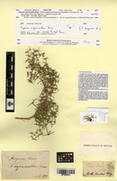 Isotype of Fagonia myriacantha Boiss. [family ZYGOPHYLLACEAE]