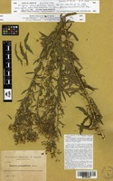 Isosyntype of Erigeron coronopifolius Sennen [family ASTERACEAE]