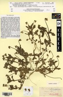Viola obtusifolia Jord. [family VIOLACEAE]