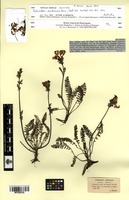Isotype of Pedicularis erubescens A.Kern. [family SCROPHULARIACEAE]