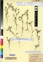 Holotype of Astragalus apiglottis L. fa. violasceus Maire [family FABACEAE-PAPILIONOIDEAE]
