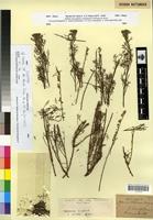 Syntype of Artemisia alba Turra subsp. chitachensis (Coss.) Maire [family ASTERACEAE]