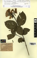 Isotype of Coutarea diervilloides Planch. & Linden [family RUBIACEAE]