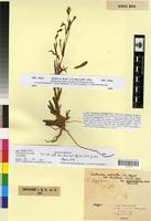 Syntype of Centaurium pulchellum (Sw.) Hayek var. lauriolii Maire [family GENTIANACEAE]