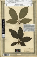 Type? of Vangueria madagascariensis J.F.Gmel. [family RUBIACEAE]