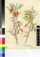 Sutherlandia montana E.Phillips & R.A.Dyer