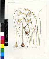 Gladiolus albens Goldblatt & J.C.Manning