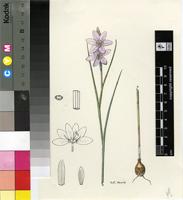 Gladiolus linearis (L.f.) N.E.Br.