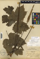 Syntype of Cimicifuga rubifolia Kearney [family RANUNCULACEAE]