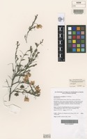 Isotype of Guichenotia seorsiflora C.F.Wilkins [family MALVACEAE]