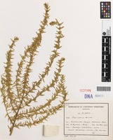 Isotype of Pityrodia pungens Munir [family LAMIACEAE]