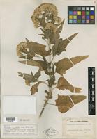 Isotype of Brickellia megaphylla M. E. Jones [family ASTERACEAE]