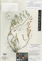 Isotype of Astragalus lentiginosus var. multiracemosus S. L. Welsh & N. D. Atwood [family FABACEAE]