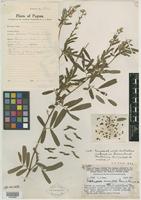 Isotype of Tephrosia maculata Merr. & L. M. Perry [family FABACEAE]