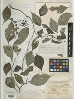 Isotype of Psychotria platoensis Urb. [family RUBIACEAE]
