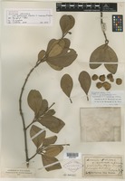 Holotype of Avicennia officinalis f. tomentosa Kuntze [family VERBENACEAE]