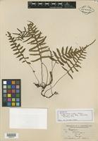 Isotype of Polypodium rusbyi Maxon [family PTERIDOPHYTE]
