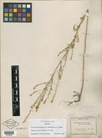 Isotype of Descurainia richardsonii var. macrosperma O. E. Schulz [family BRASSICACEAE]