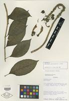 Type? of Centropogon cuatrecasanus B. A. Stein [family CAMPANULACEAE]