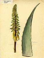 Aloe vulgaris