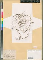 Holotype of Galium pumilum Murr. var. mesatlanticum Maire [family RUBIACEAE]