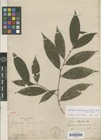 Isotype of Gloeospermum sphaerocarpum Triana & Planch. [family VIOLACEAE]