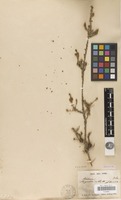 Isolectotype of Regelia ciliata Schauer [family MYRTACEAE]